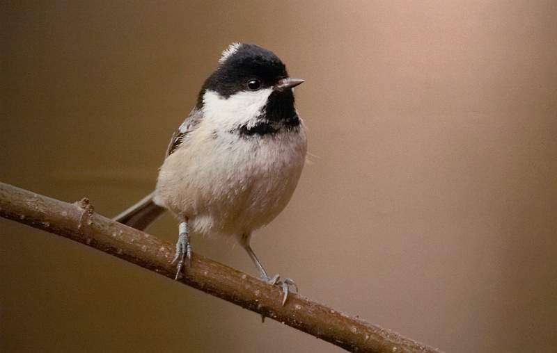 Coal Tit - Liz Cutting.jpg